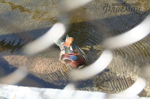 IMG_0680_r